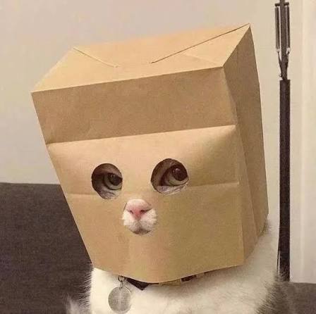Anonymous Cat wearing its signature cardboard box
